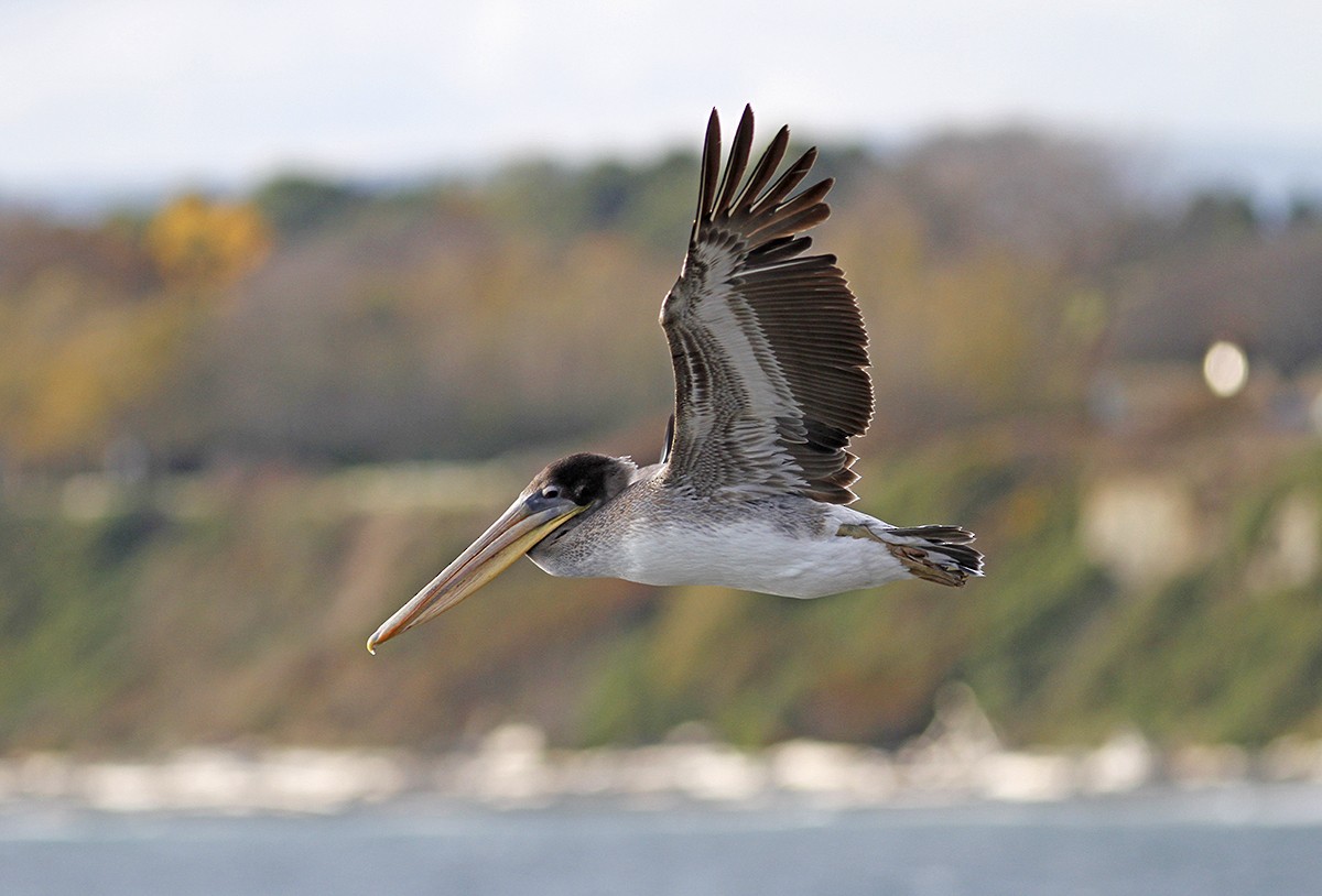 Brown Pelican - Marie O'Shaughnessy