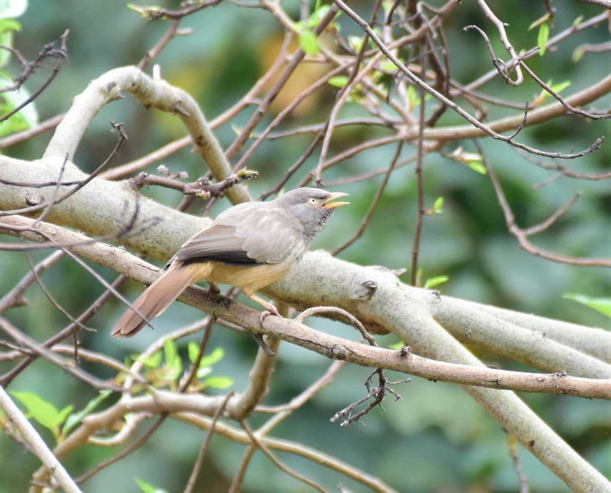 Jungle Babbler (Black-winged) - AVINASH SHARMA
