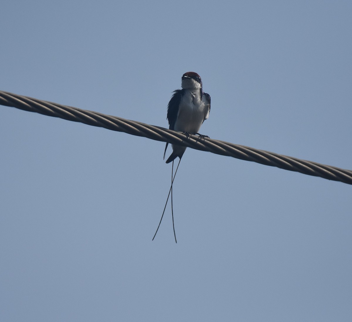 Wire-tailed Swallow - AVINASH SHARMA