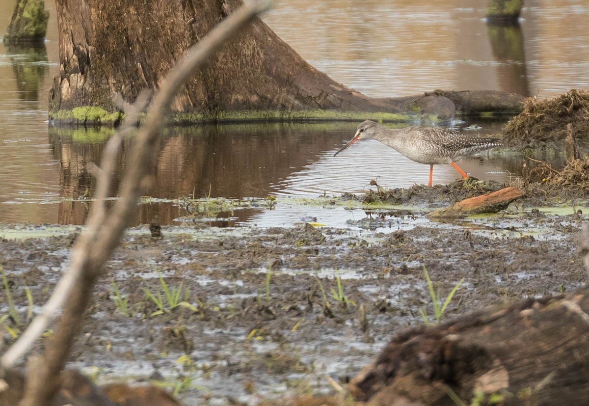 eBird Checklist 4 Nov 2018 Scio Church Rd. and Parker Rd. ponds 6