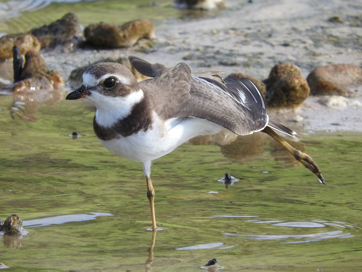 Semipalmated Plover - ML122258921