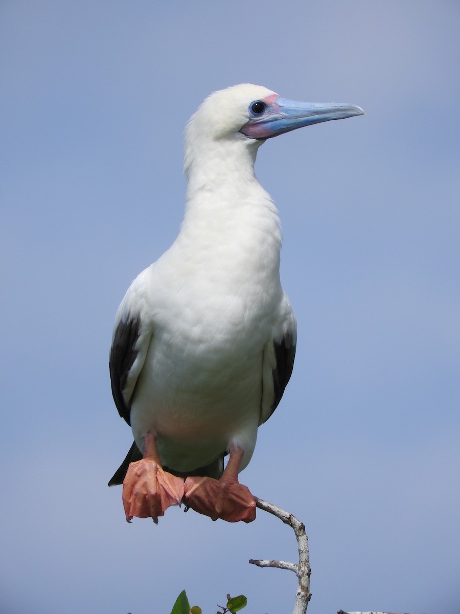 Red-footed Booby - ML122258931