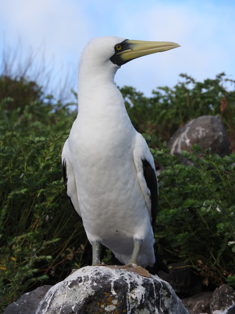 Masked Booby - ML122258951