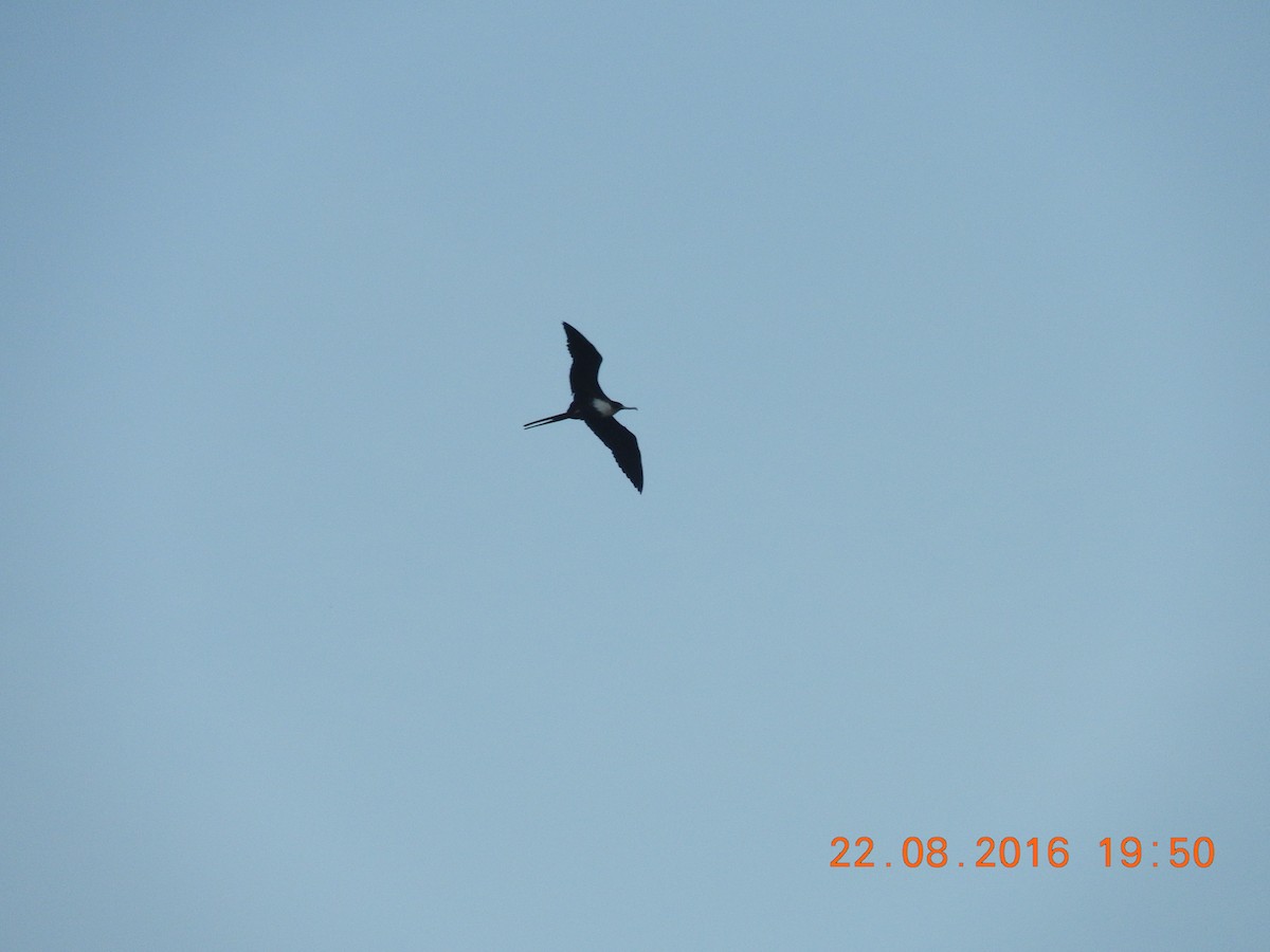 Magnificent Frigatebird - BAJIO PROFUNDO