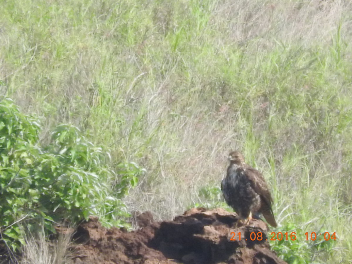 Red-tailed Hawk (socorroensis) - ML122261621