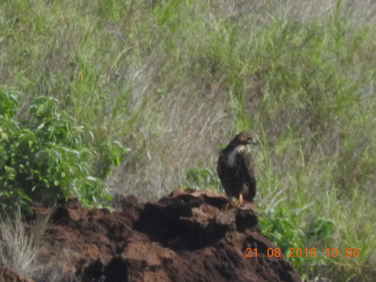 Red-tailed Hawk (socorroensis) - ML122261631