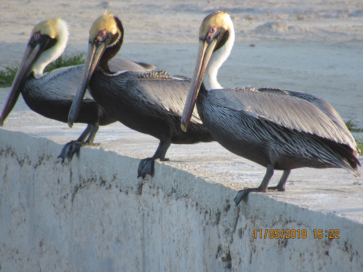 pelikán hnědý - ML122264411