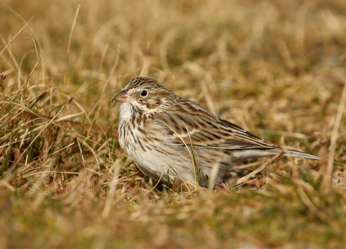 Vesper Sparrow - Dave Brown