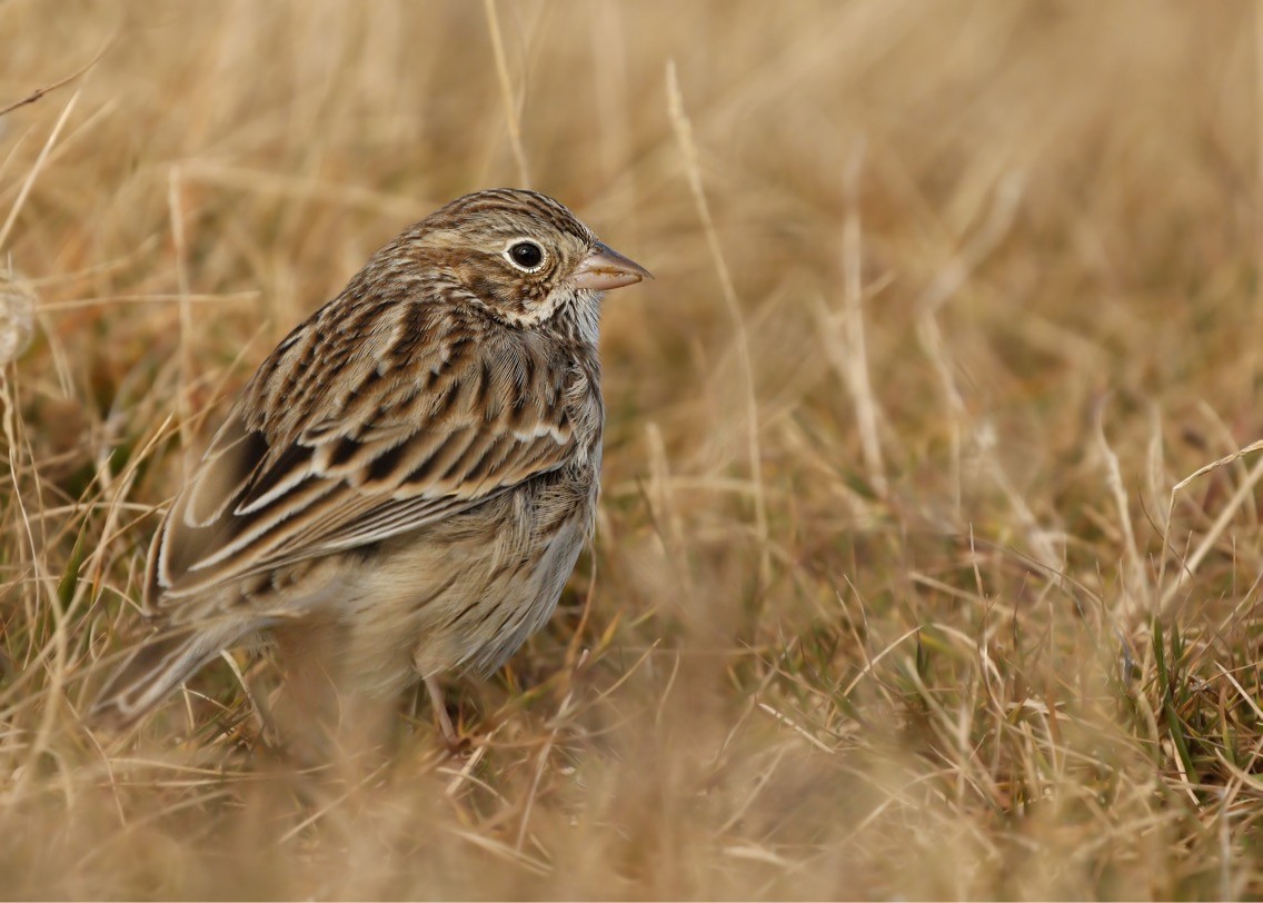 Vesper Sparrow - Dave Brown