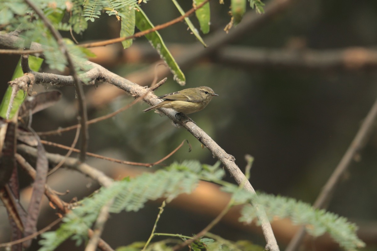 Hume's Warbler - ML122267151