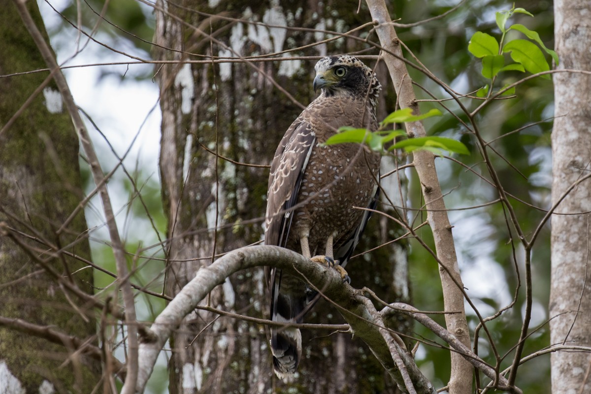 Crested Serpent-Eagle - ML122268141