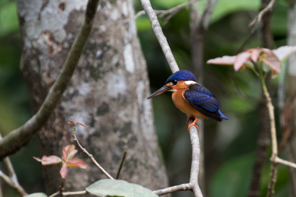 Blue-eared Kingfisher - Raphael Lebrun