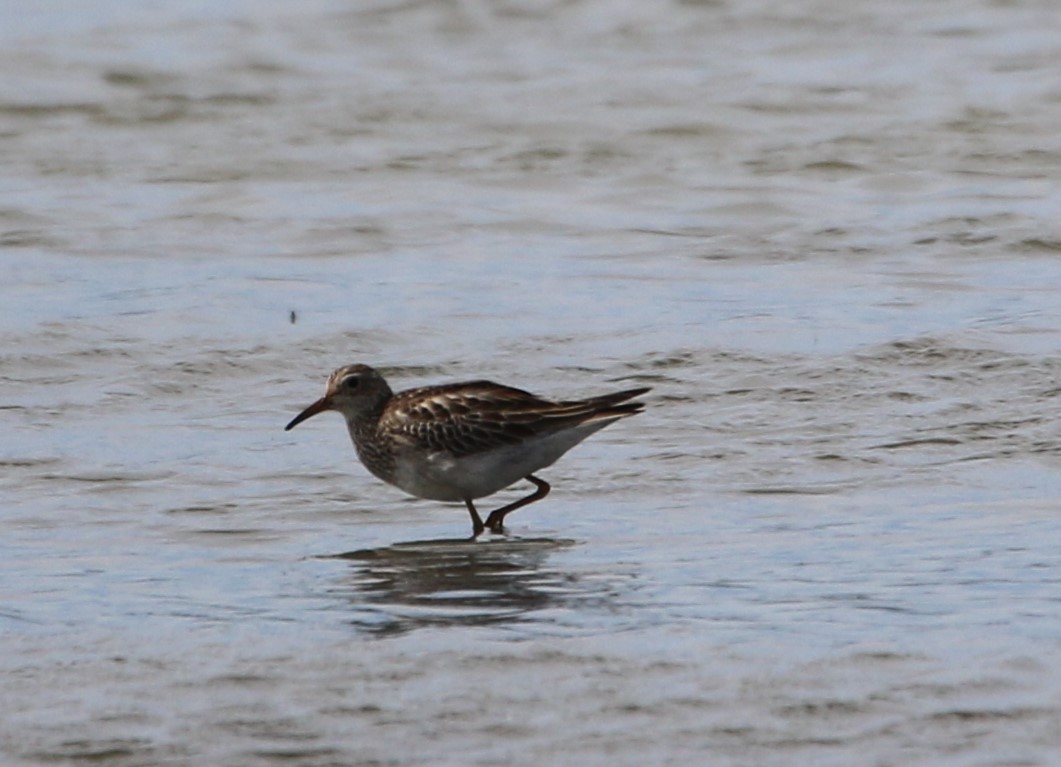 Pectoral Sandpiper - Annette  Ching