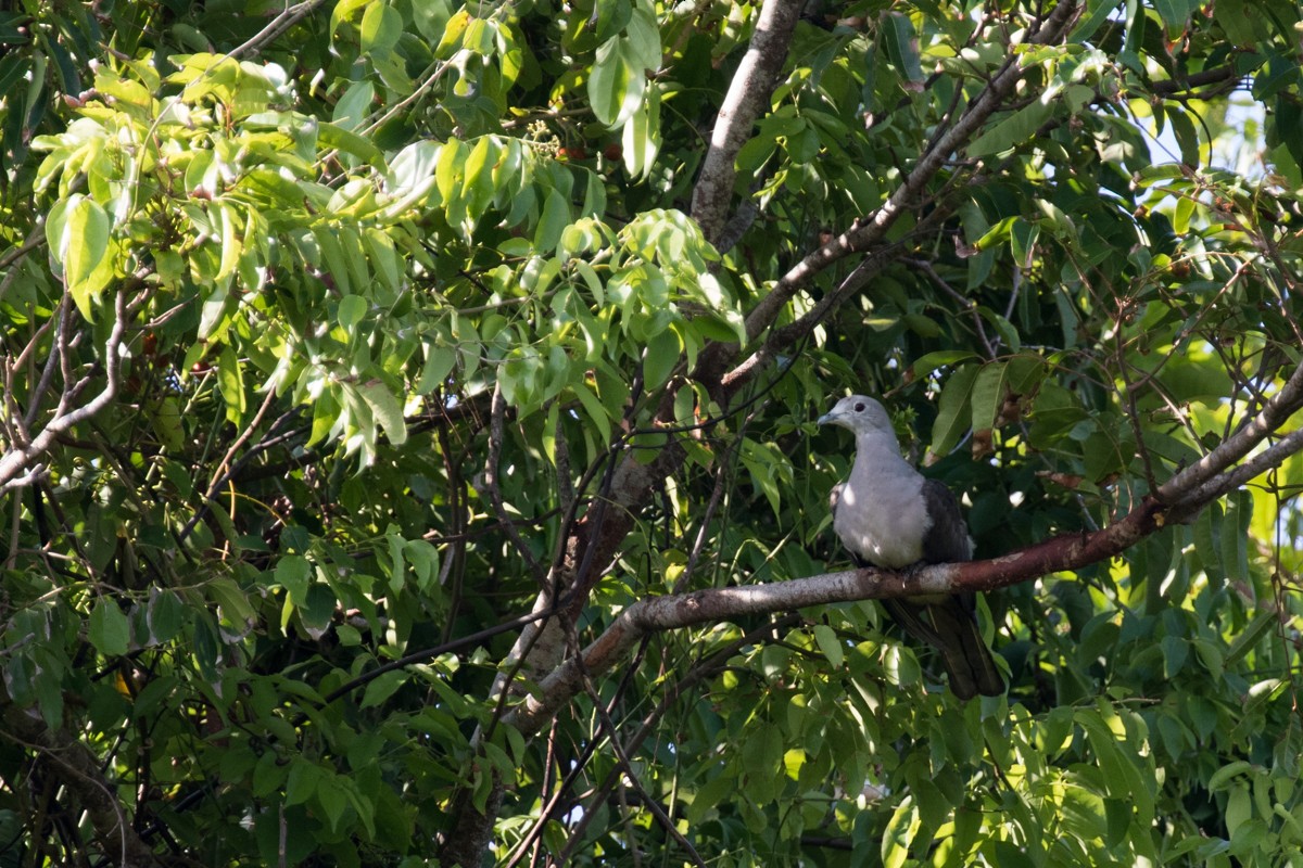 Gray Imperial-Pigeon - ML122270061