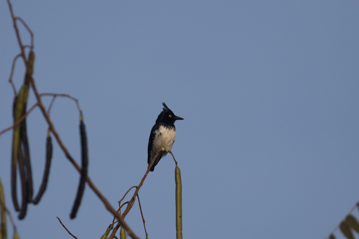 Black-and-white Shrike-flycatcher - Raphael Lebrun