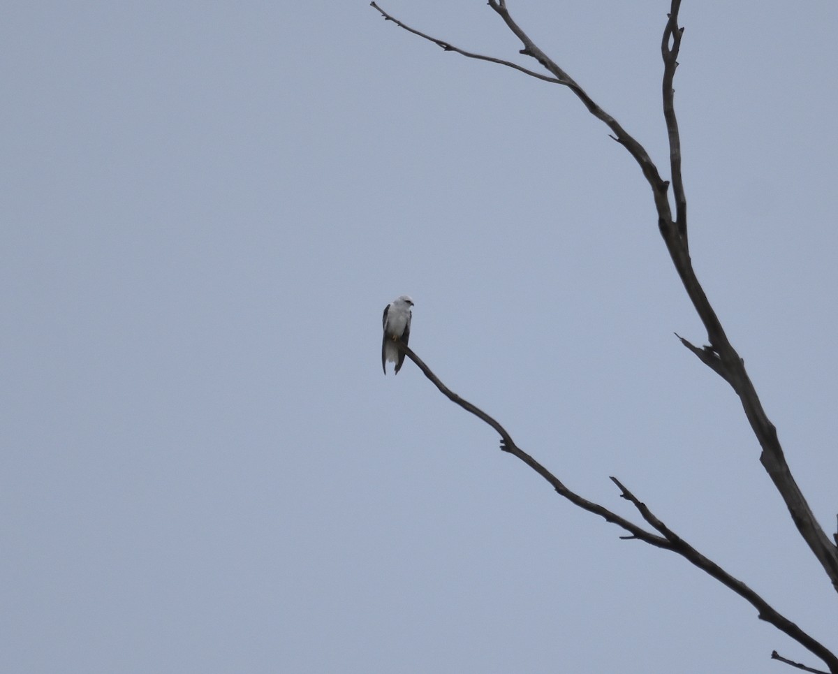 Black-shouldered Kite - ML122272371