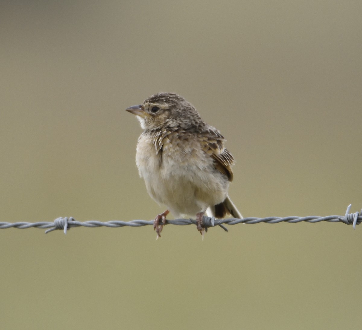 Singing Bushlark (Australasian) - ML122272601