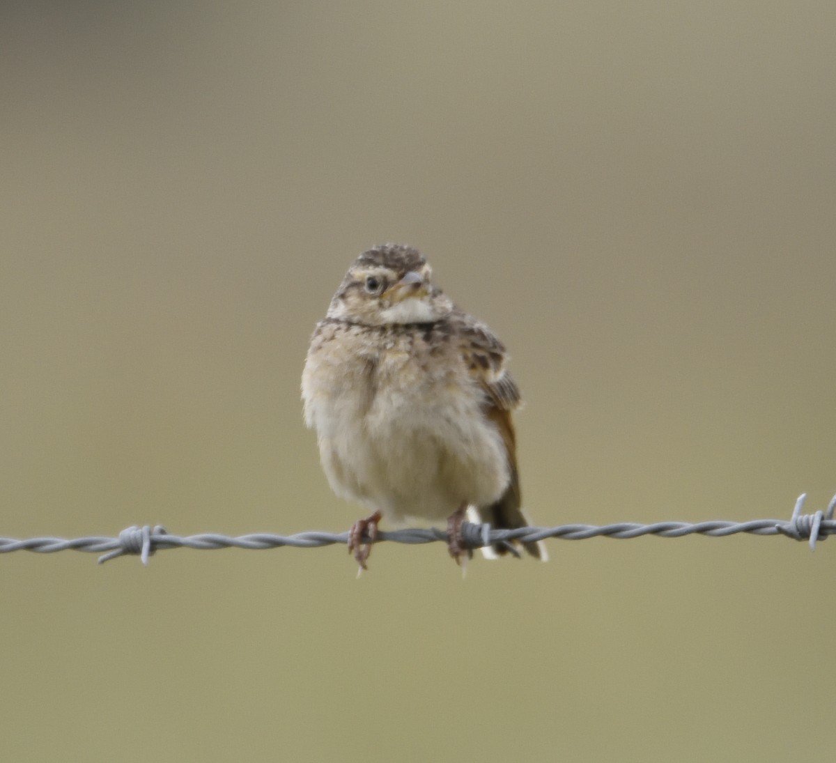 Singing Bushlark (Australasian) - ML122272621