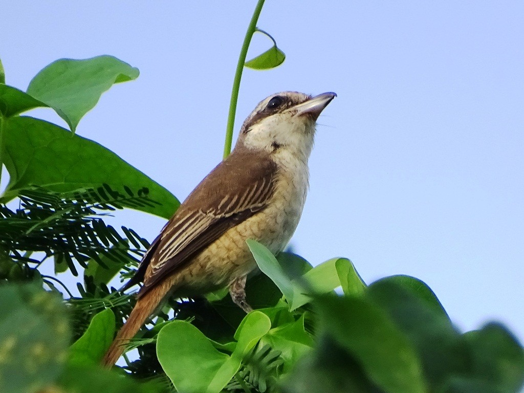 Brown Shrike - Sreekumar Chirukandoth