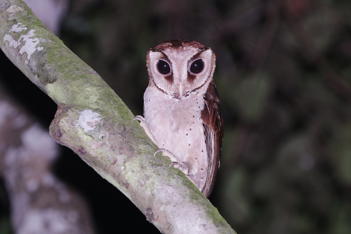 Oriental Bay-Owl - Rick Franks
