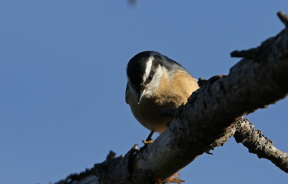 Red-breasted Nuthatch - patrick hacala