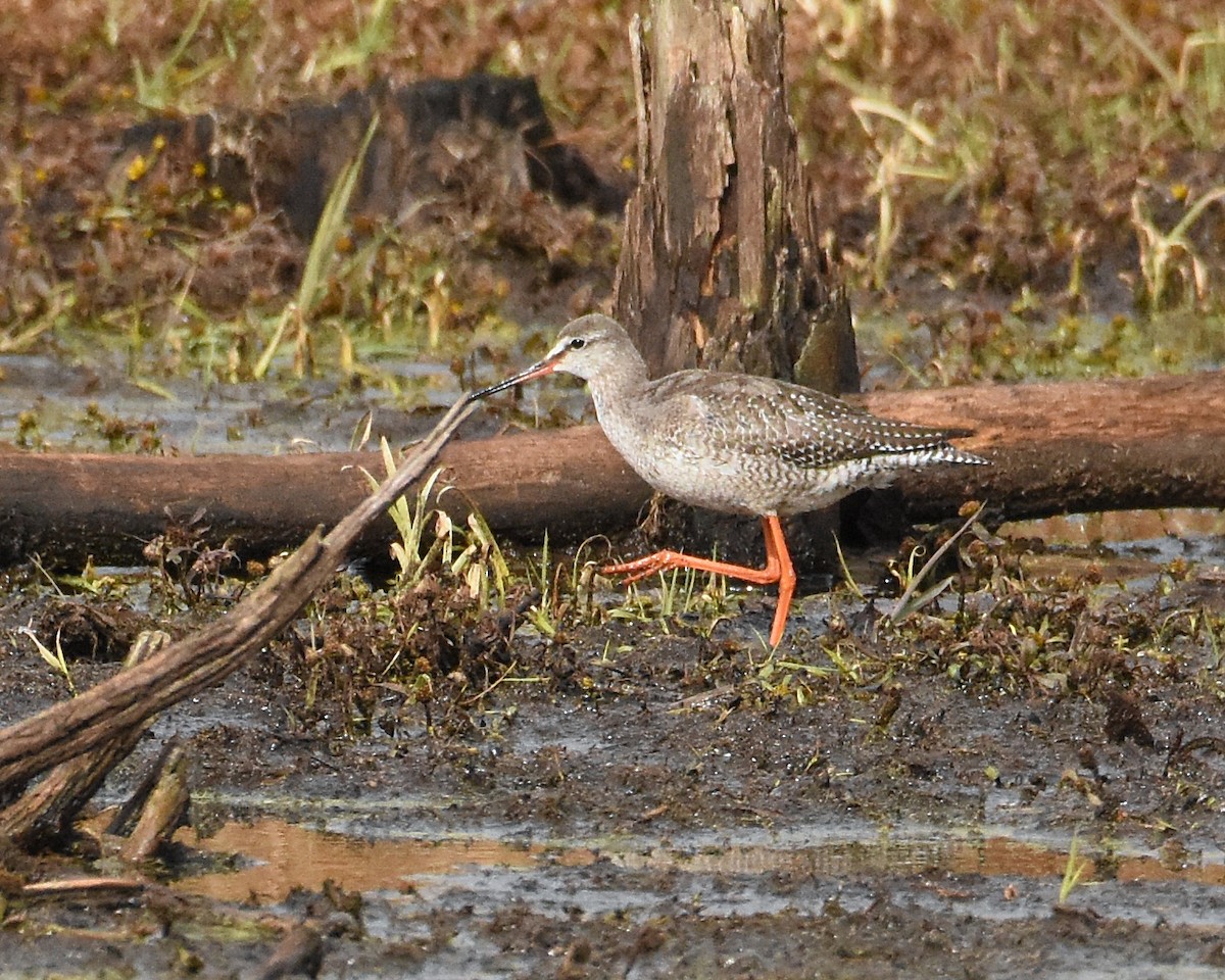 Spotted Redshank - ML122276791