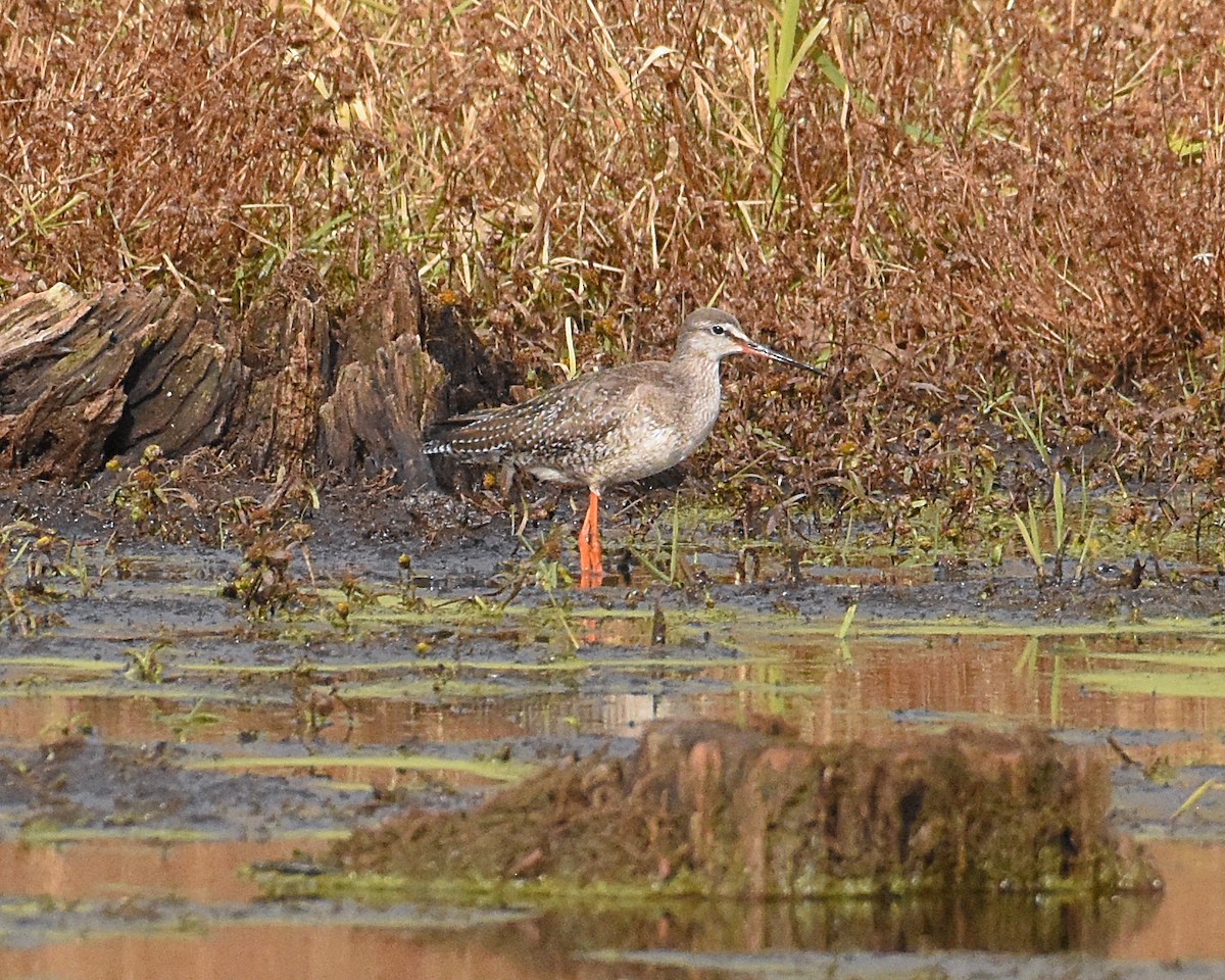 Spotted Redshank - ML122277071