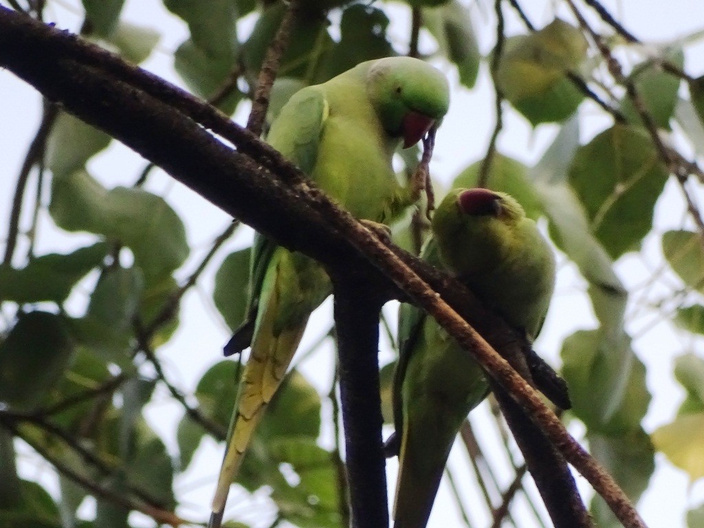 Rose-ringed Parakeet - Sreekumar Chirukandoth