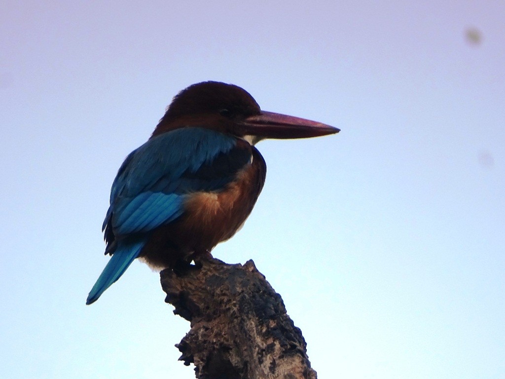 White-throated Kingfisher - Sreekumar Chirukandoth