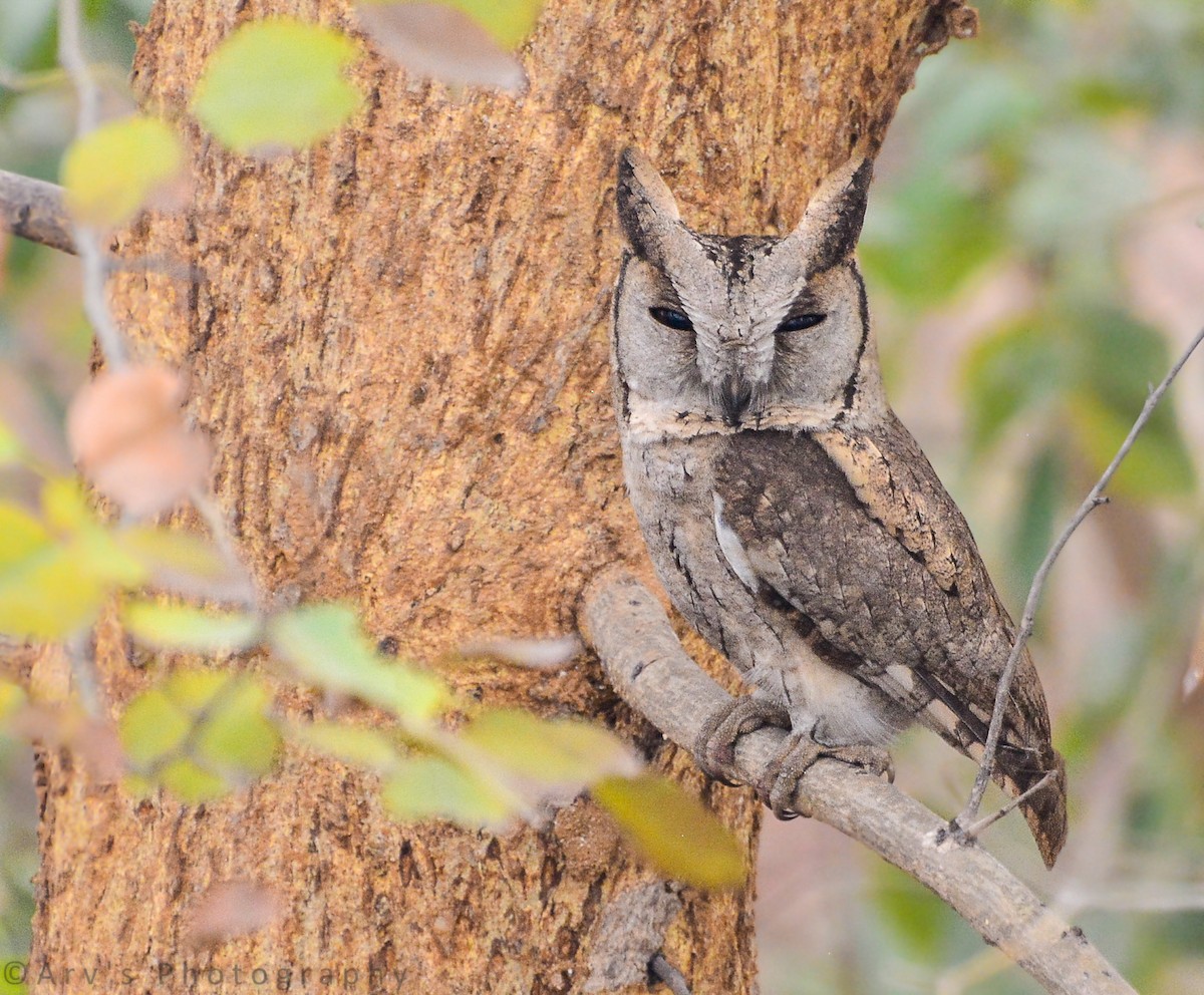 Indian Scops-Owl - Arun Varghese