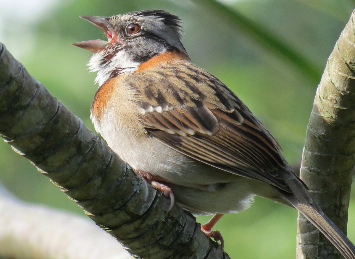 Rufous-collared Sparrow - ML122288351