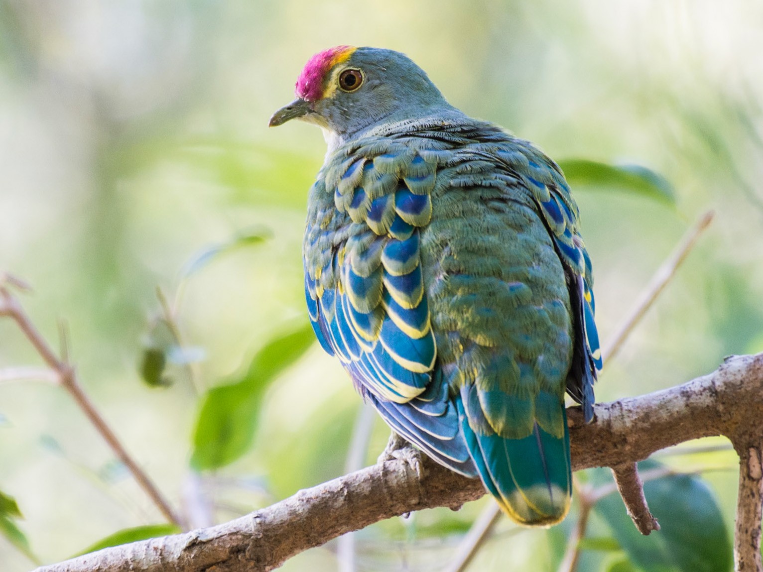 Rose-crowned Fruit-Dove - Delia Walker