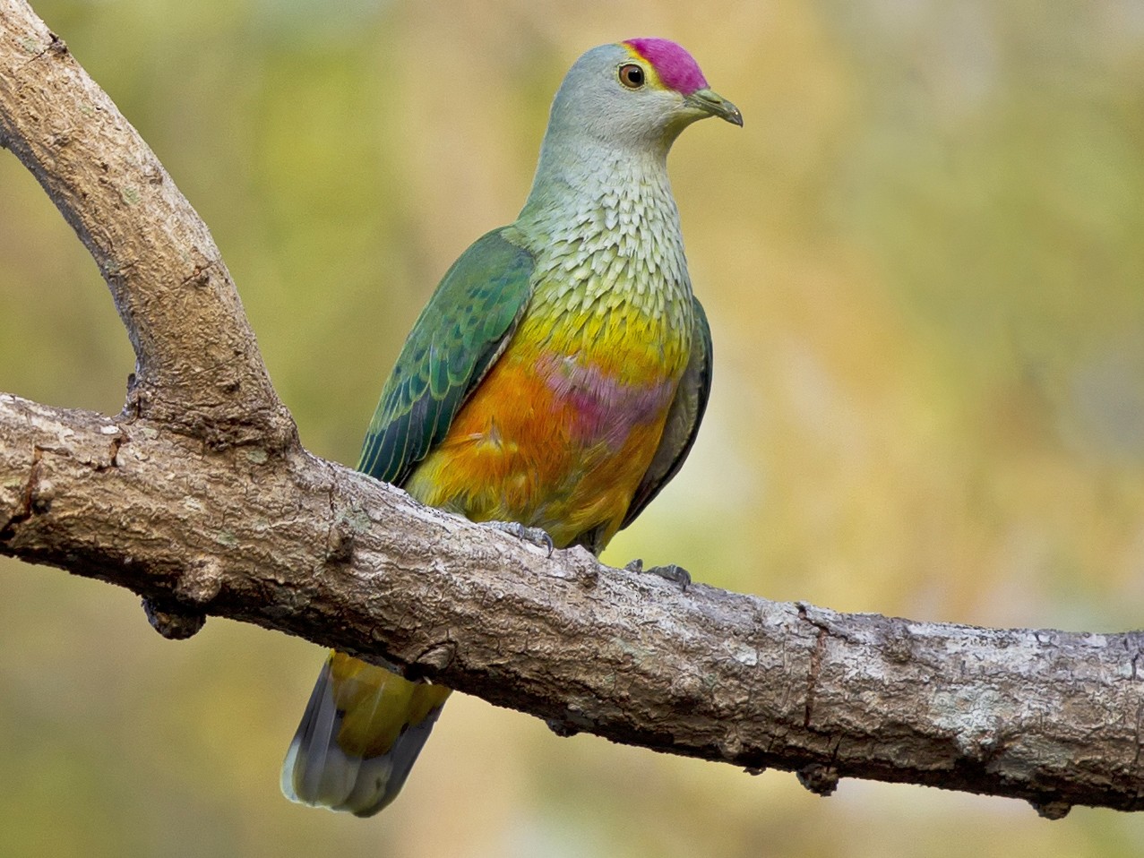 Rose-crowned Fruit-Dove - Mat Gilfedder