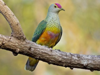  - Rose-crowned Fruit-Dove