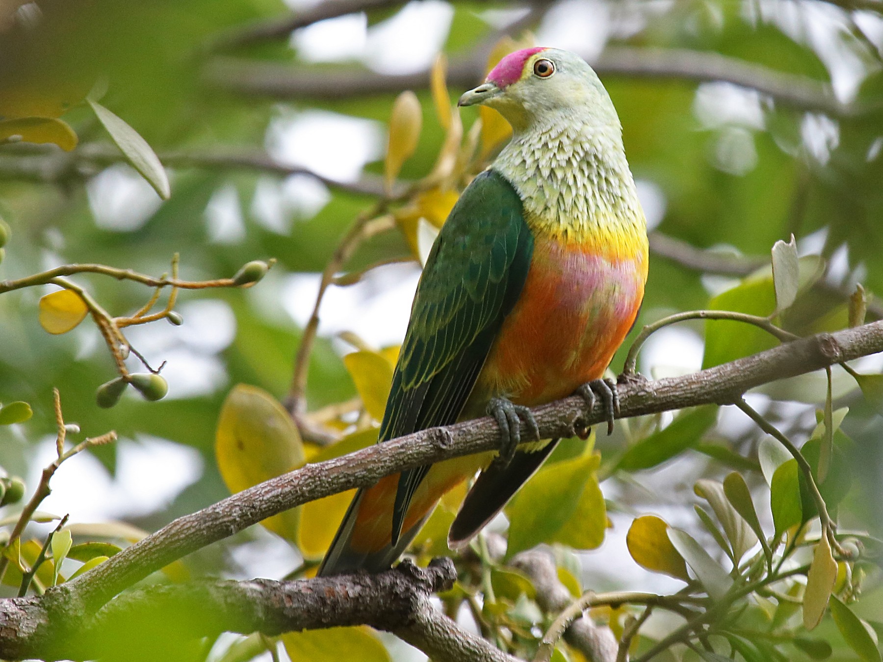 Rose-crowned Fruit-Dove - James  Nicolson