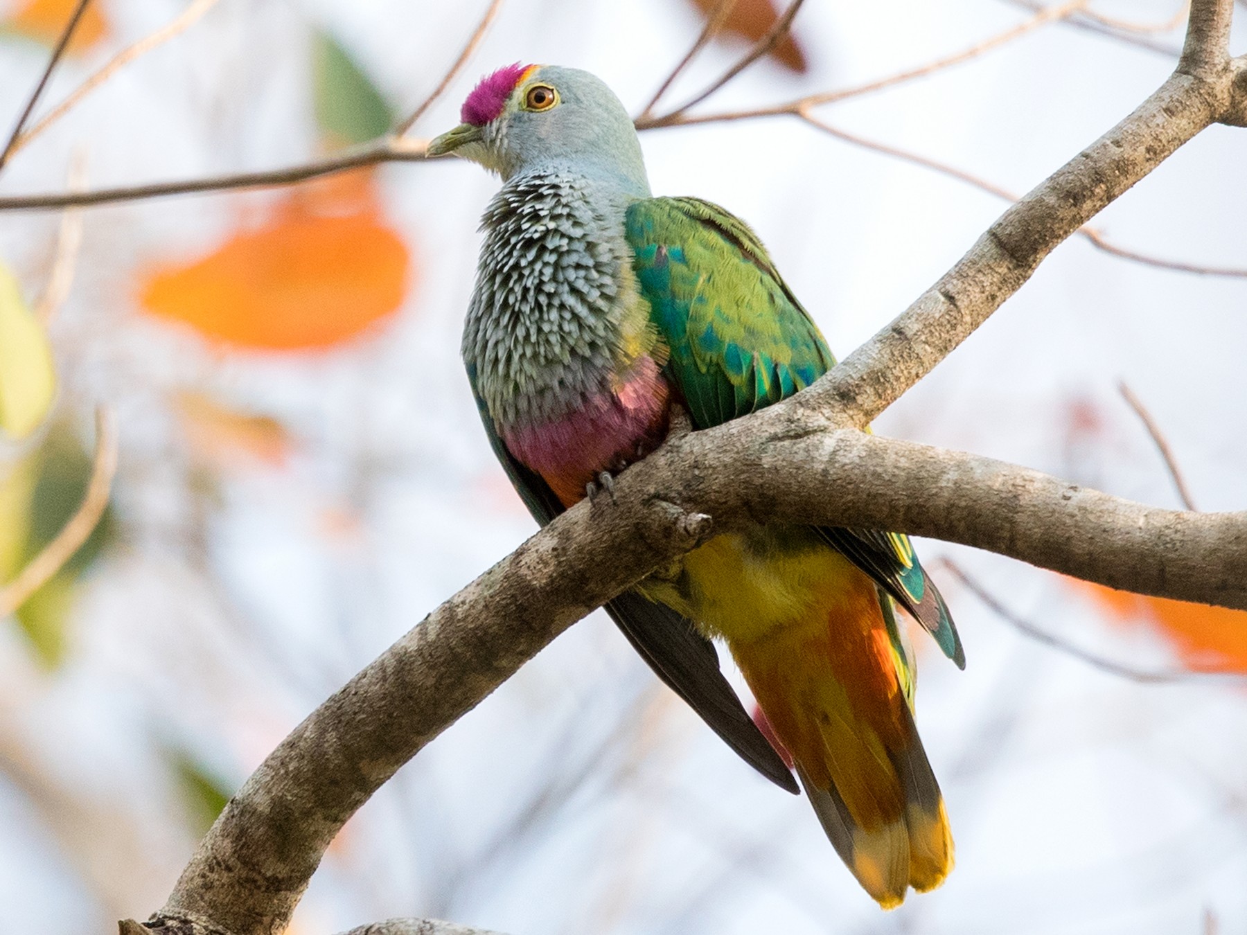 Rose-crowned Fruit-Dove - eBird