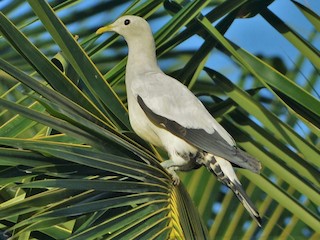  - Torresian Imperial-Pigeon