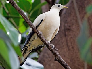  - Torresian Imperial-Pigeon