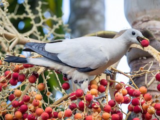  - Torresian Imperial-Pigeon