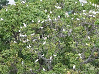  - Torresian Imperial-Pigeon