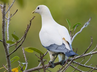  - Torresian Imperial-Pigeon