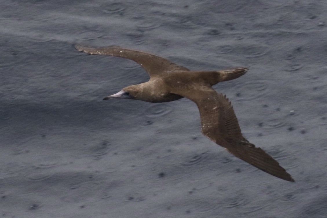 Red-footed Booby - ML122289991