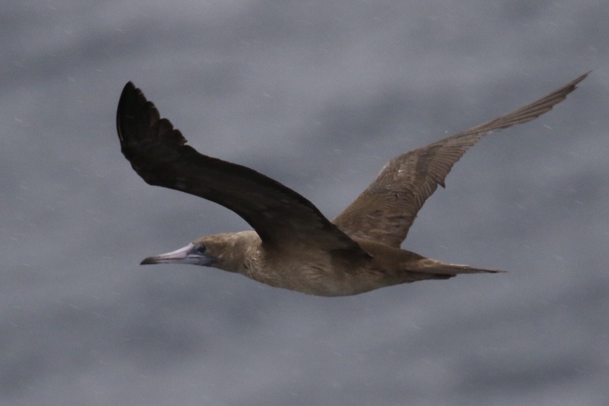 Red-footed Booby - ML122290001