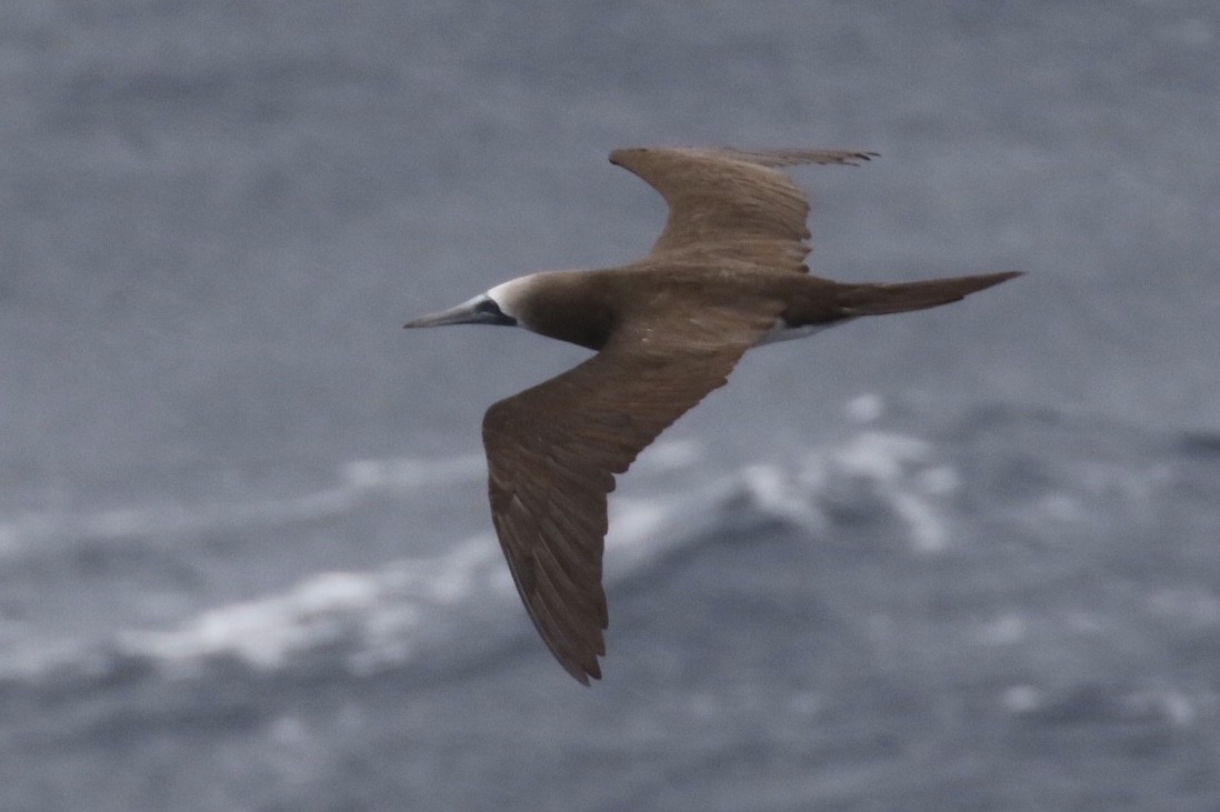 Brown Booby - ML122290141