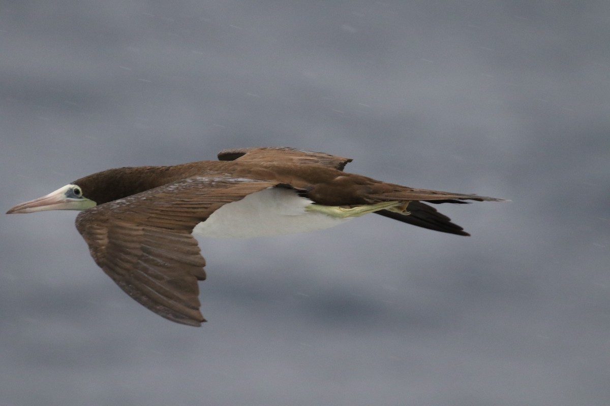 Brown Booby - ML122290151