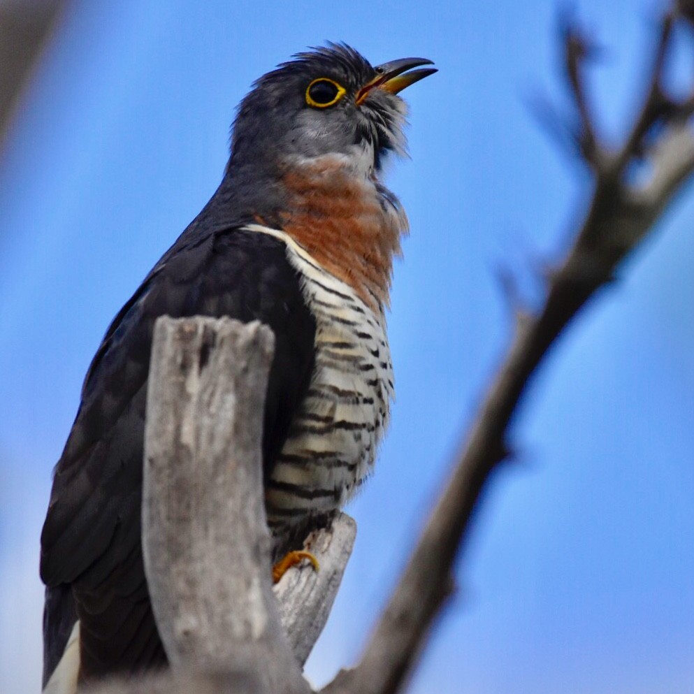 Red-chested Cuckoo - Adrian Melck