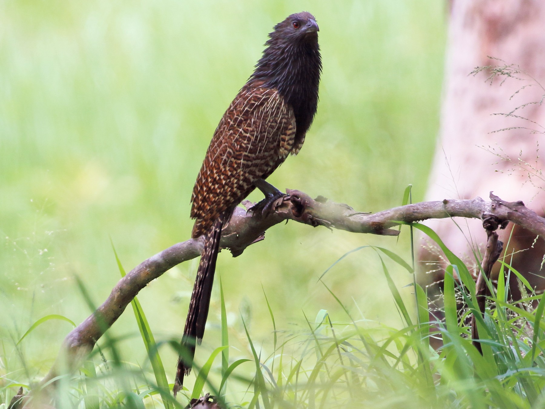 Pheasant Coucal - Richard Fuller