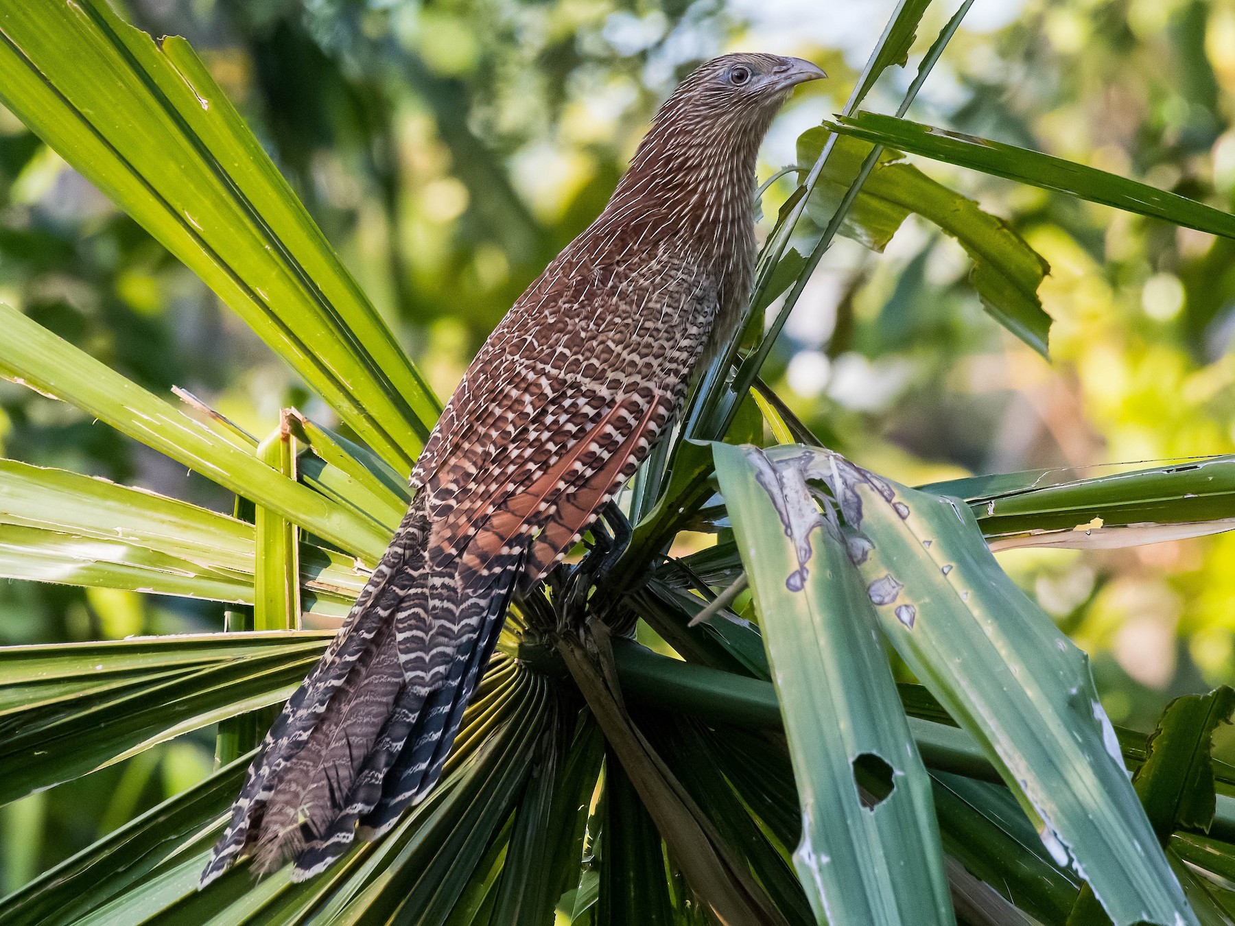 Pheasant Coucal - Terence Alexander
