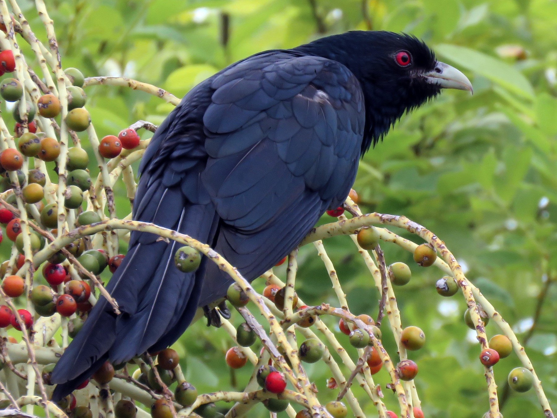 Pacific Koel - Alison Turner