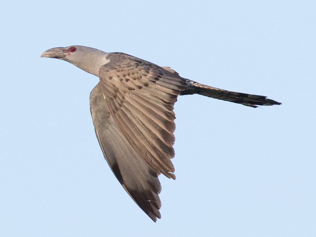 オオオニカッコウ Ebird